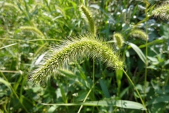 Setaria viridis