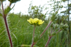 Potentilla laciniosa