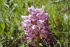 Orchis simia