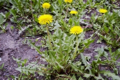 Taraxacum officinale