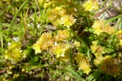 Sedum alpestre