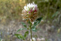 Trifolium hybridum