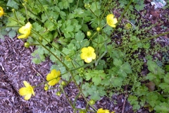 Ranunculus sprunerianus