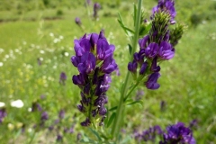 Medicago sativa