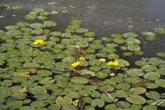 Nymphoides peltata