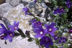 Anchusa officinalis