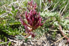 Astragalus monspessulanus