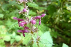 Stachys sylvatica