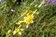 Agrimonia eupatoria