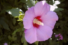 Hibiscus syriacus