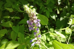 Scutellaria altissima