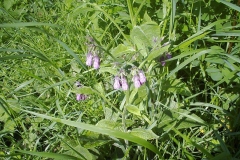 Symphytum officinale