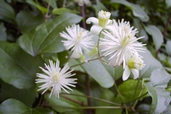 Clematis vitalba