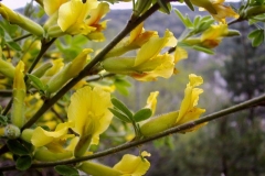 Chamaecytisus hirsutus