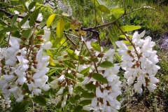 Robinia pseudoacacia