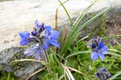 Veronica kellerii