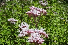 Eupatorium cannabinum