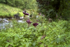 Geranium phaeum