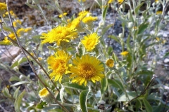 Inula aschersoniana