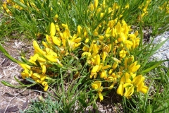 Genista depressa