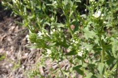 Nonea pallens