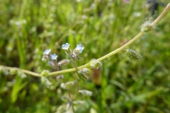 Myosotis stricta