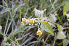 Galinsoga parviflora