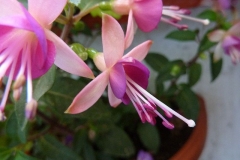 Fuschia hybrida