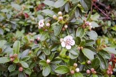 Cotoneaster horyzontalis