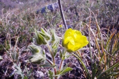 Potentilla detommasii