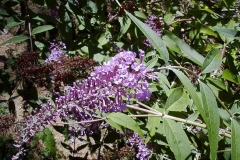 Buddleja davidii