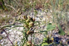 Plantago scabra