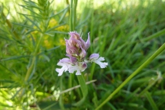 Orchis tridentata