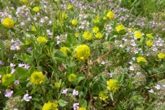 Trifolium campestre