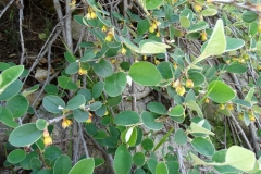 Cotoneaster integerrimus