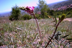 Onobrychis viciifolia