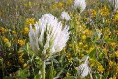 Trifolium pannonicum