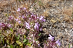 Thymus glabrescens