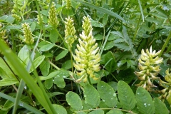 Astragalus glycyphyllos