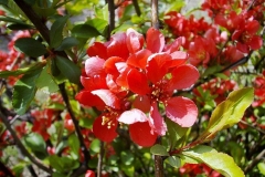 Chaenomeles japonica