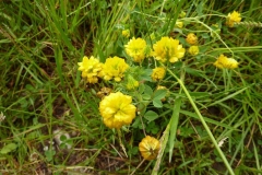 Trifolium aureum