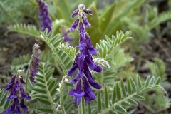 Vicia villosa