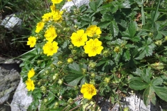 Potentilla crantzii