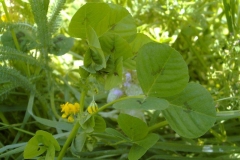 Medicago arabicum