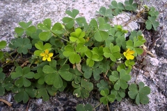 Oxalis dillenii