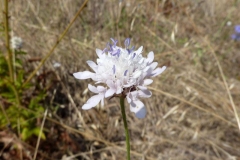 Cephalaria transsilvanica