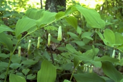 Polygonatum odoratum