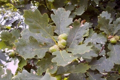 Quercus dalechampii