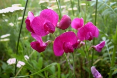 Lathyrus tuberosus