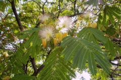 Albizzia julibrissin